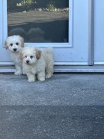 Poodle