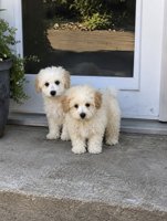 Poodle