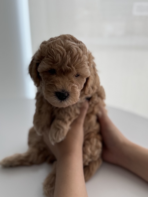 Poodle