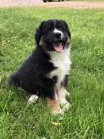 Australian Shepherd