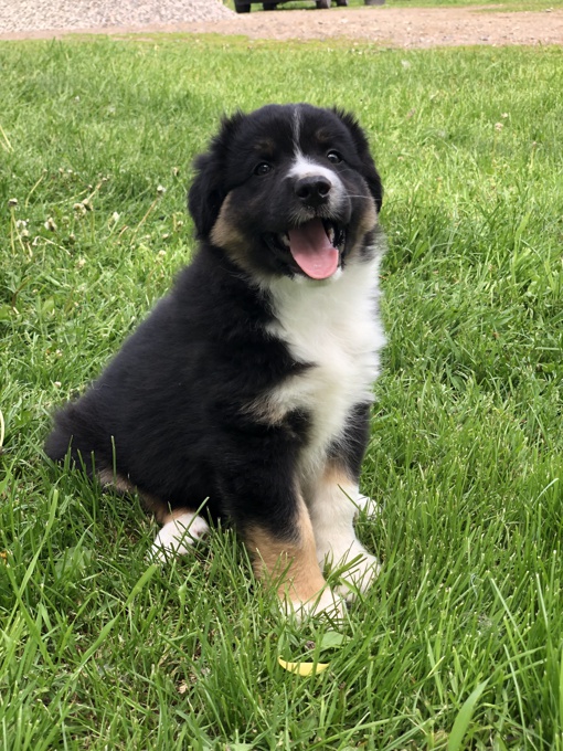 Australian Shepherd