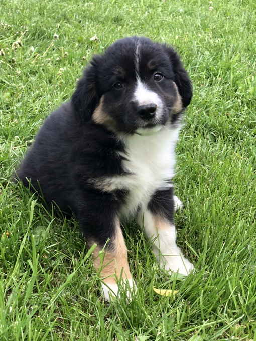 Australian Shepherd