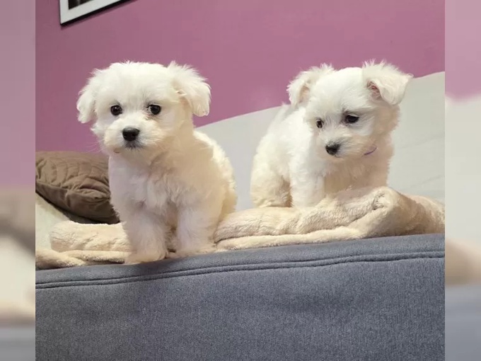 maltese