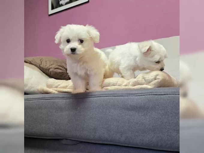 maltese