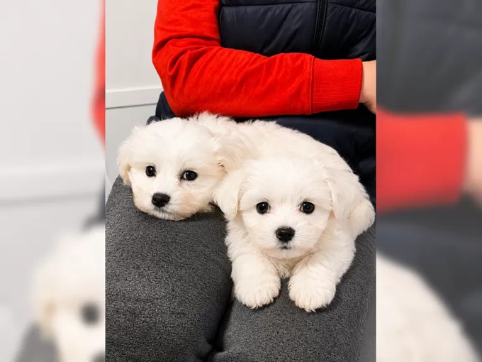 maltese