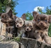 chihuahua