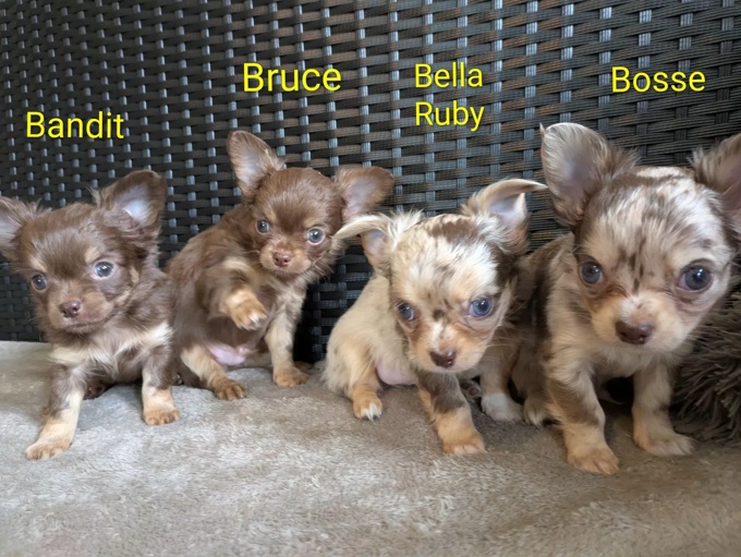 chihuahua