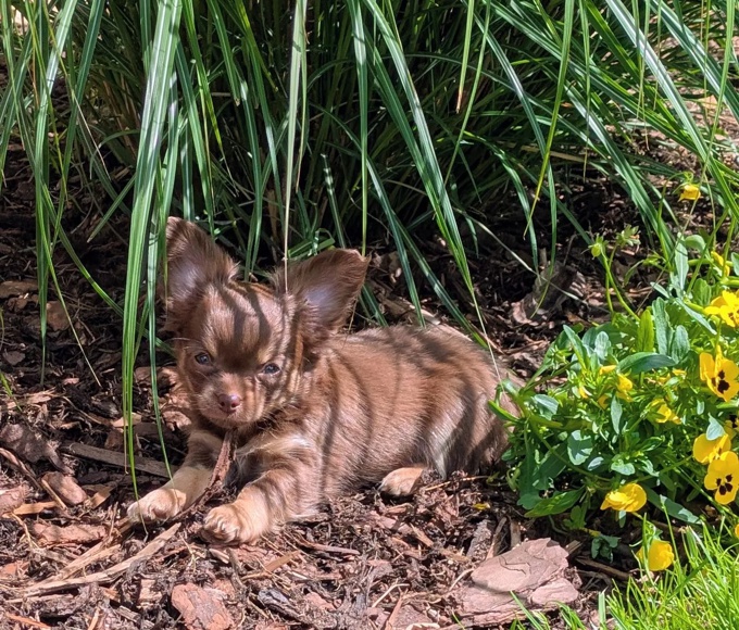 chihuahua