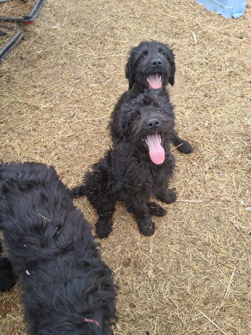 Goldendoodle