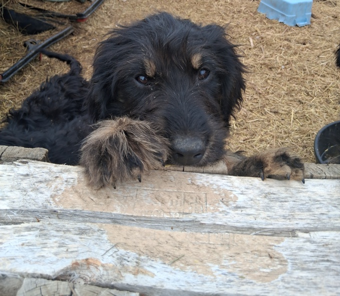 Goldendoodle