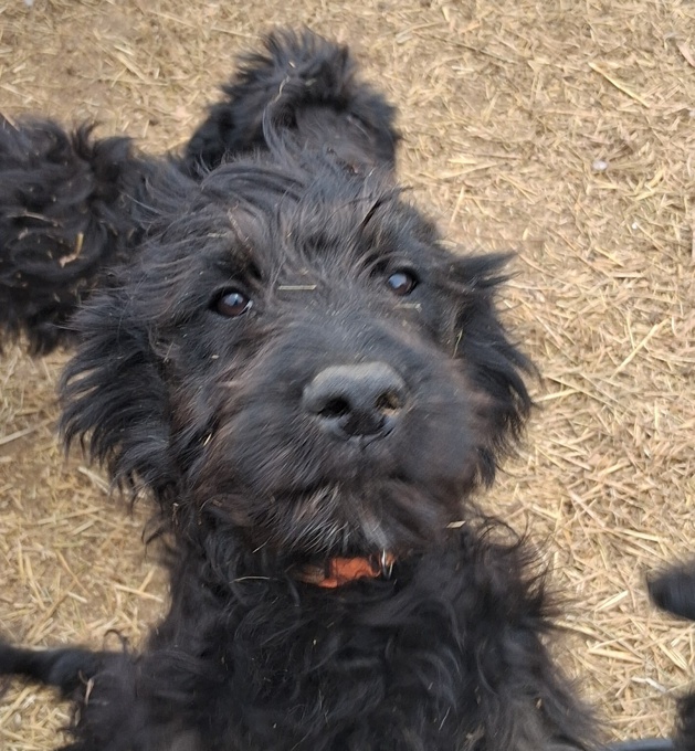 Goldendoodle