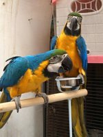 blue and gold Macaw