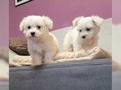 maltese