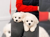 maltese