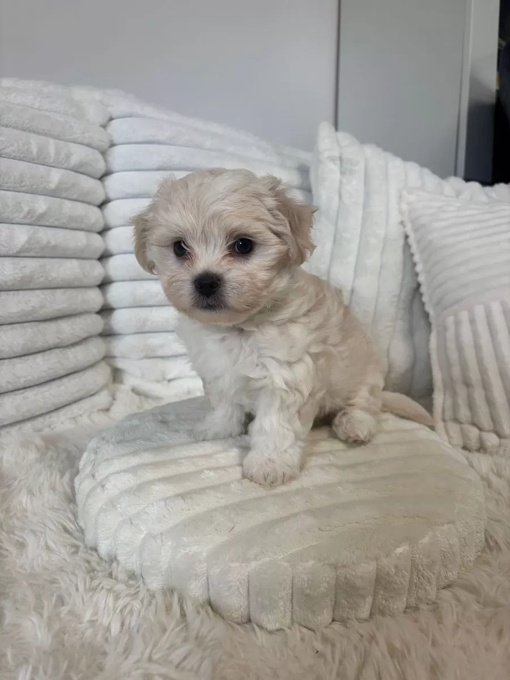 maltese