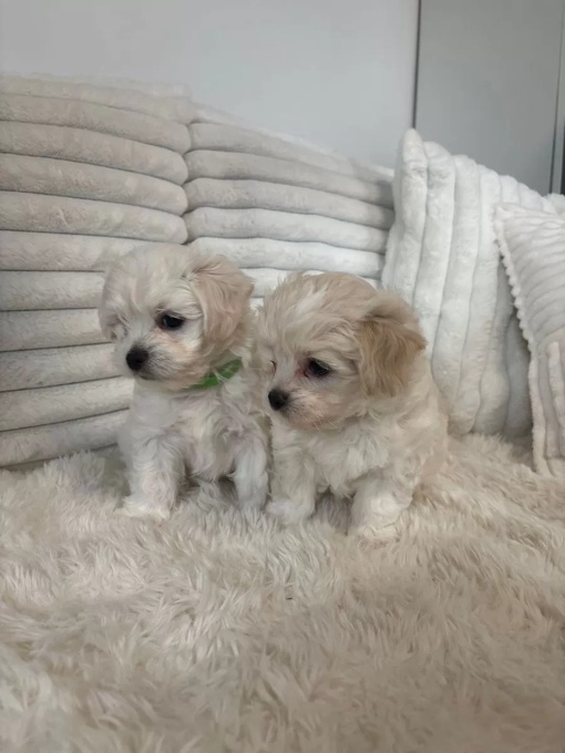 maltese