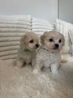 maltese