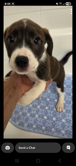 Rottweiler mixed bulldog