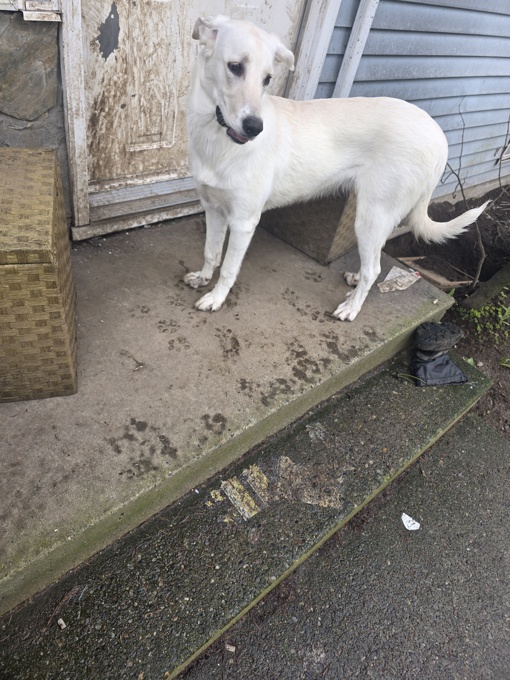 Shepherd husky cross collie