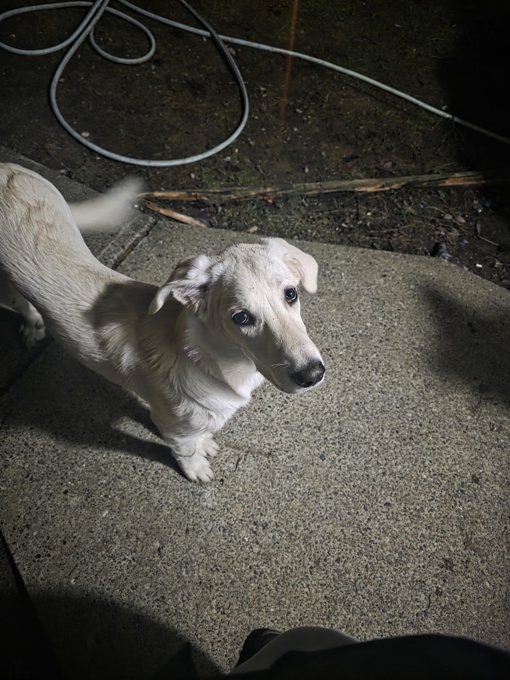 Shepherd husky cross collie