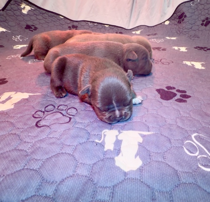 American bully