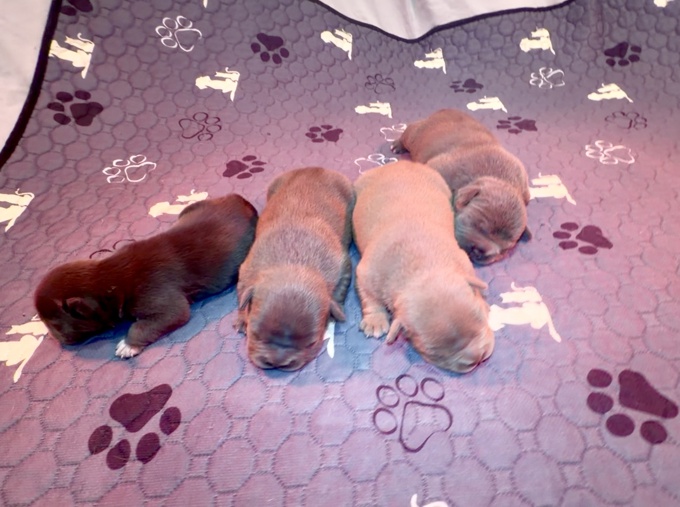 American bully