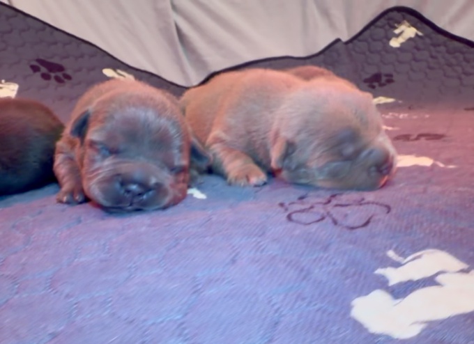 American bully