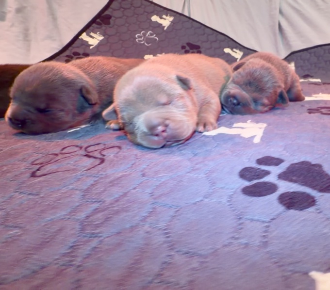 American bully