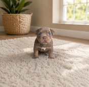 American bully