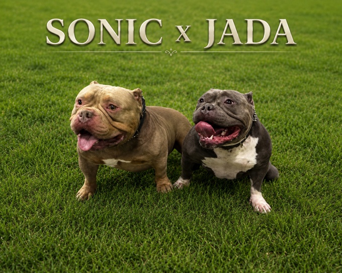 American bully