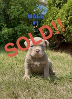 American bully