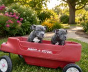 American bully