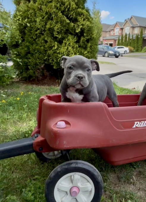 American bully