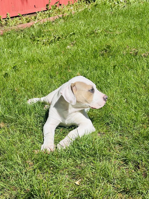 Dogo Argentino
