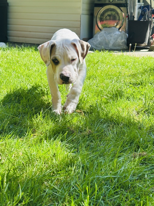 Dogo Argentino