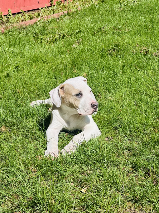 Dogo Argentino
