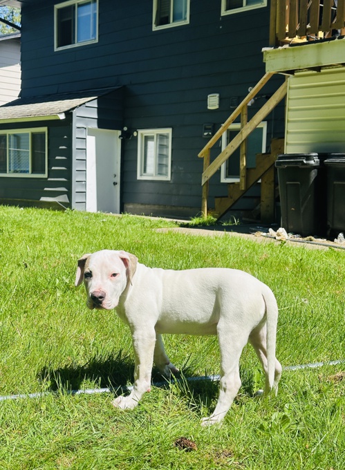 Dogo Argentino