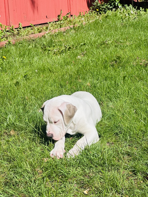Dogo Argentino