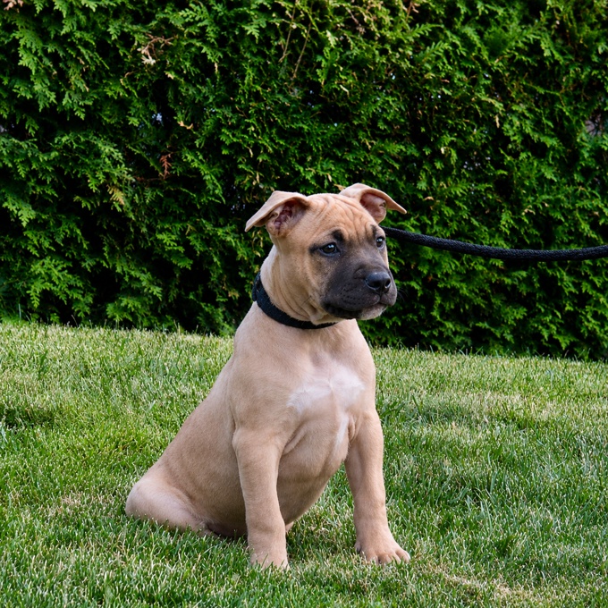 american bully