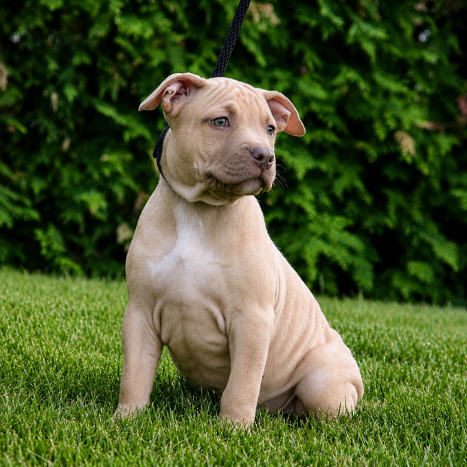 american bully