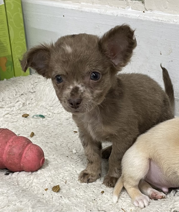 Chihuahua