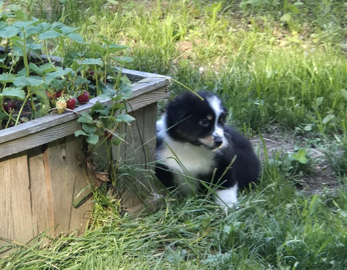 Australian Shepherd