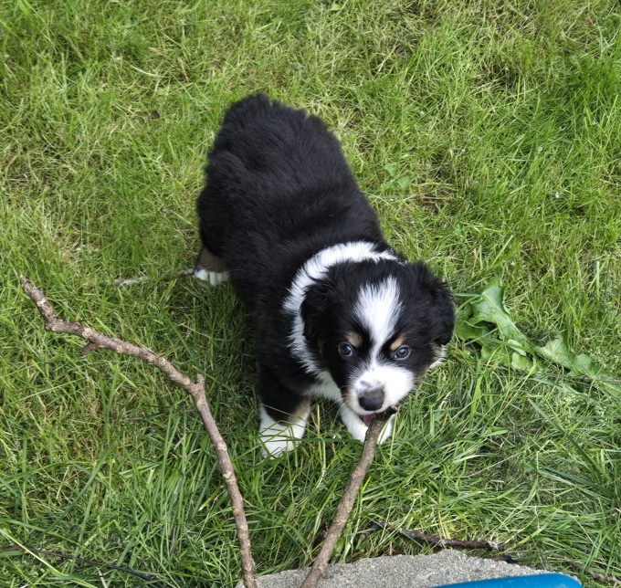 Australian Shepherd