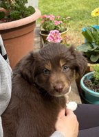 Australian Shepherd