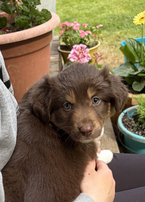 Australian Shepherd