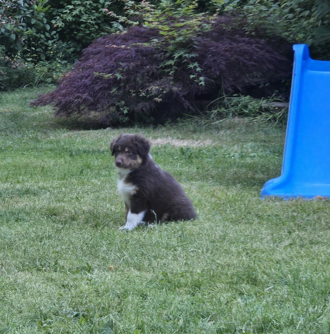 Australian Shepherd