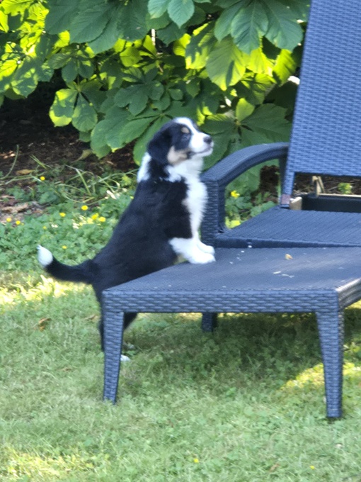 Australian Shepherd