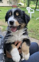 Australian Shepherd