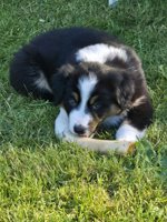 Australian Shepherd