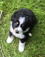 Australian Shepherd